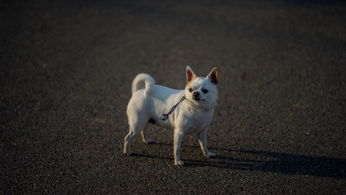 White dog looking away on road