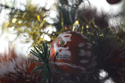 Close-up of christmas tree