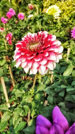 Close-up of pink flower blooming outdoors