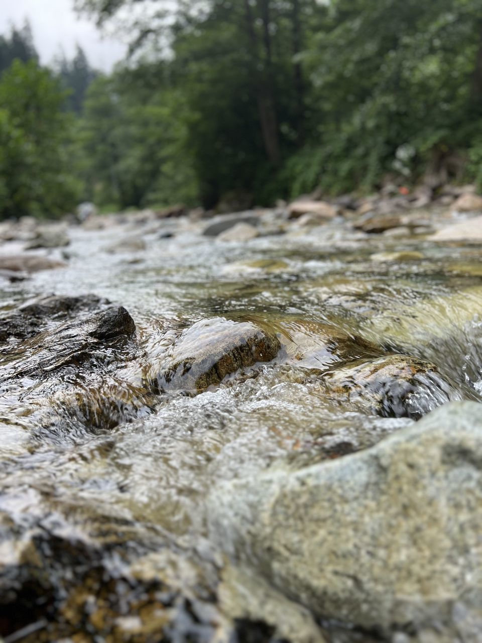 tree, stream, plant, nature, rock, river, forest, wilderness, no people, land, rapid, day, water, beauty in nature, wildlife, selective focus, tranquility, environment, scenics - nature, outdoors, non-urban scene, coniferous tree, close-up, tranquil scene, surface level, geology, landscape, flowing water, pinaceae, sky