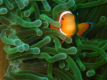 Close-up of fish by anemone
