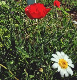 Close-up of red flowers blooming in park