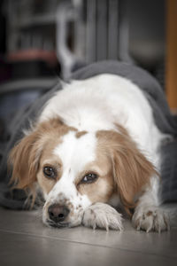 Close-up portrait of dog lying down on floor at home