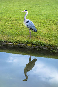 Bird in lake