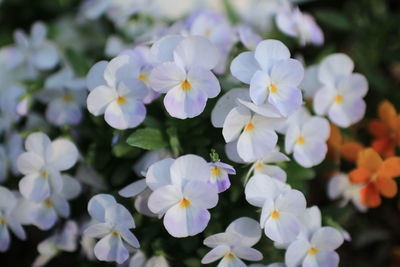 White flowers blooming outdoors