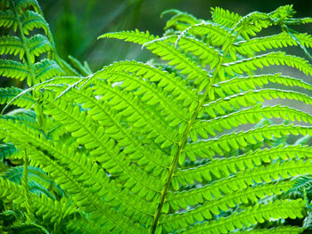 Close-up of fern leaves