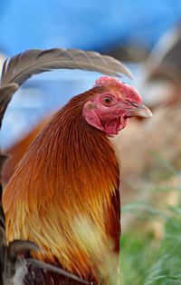 Close-up of rooster