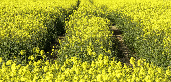 Scenic view of oilseed rape field