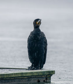 Close-up of bird perching on retaining wall at beach