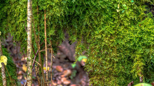 Close-up of lichen growing on tree in forest