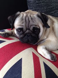 Close-up portrait of pug