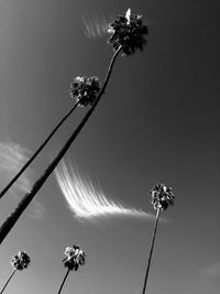 Low angle view of flowering plant against sky