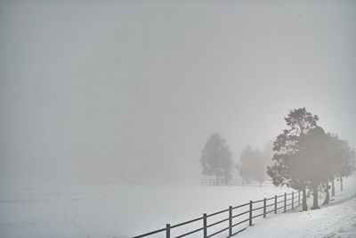 Trees in foggy weather