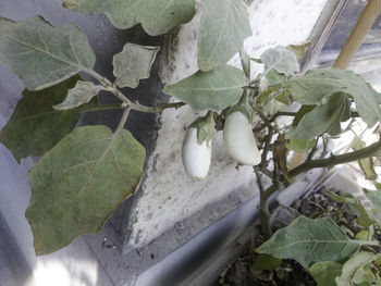 High angle view of plants