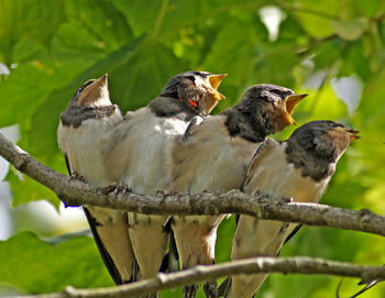 Close-up of birds perching on tree