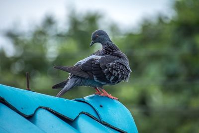 Close-up of pigeon perching on railing