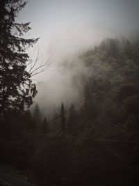 Silhouette of trees in forest during foggy weather