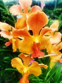 Close-up of orange day lily blooming outdoors