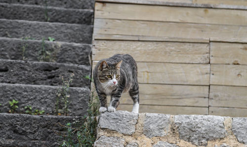 Close-up of horse standing on retaining wall