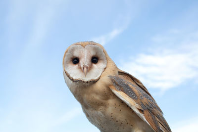 Low angle view of owl against sky