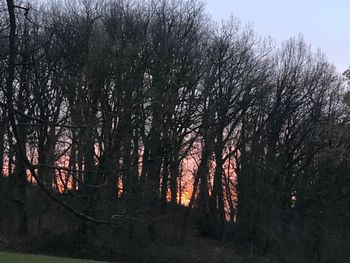 Trees in forest against sky