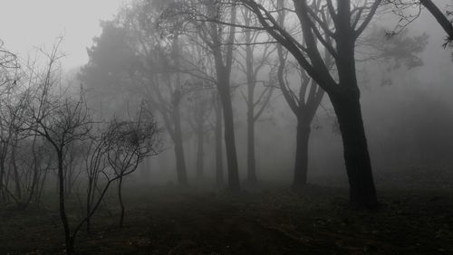 Bare trees in forest during foggy weather