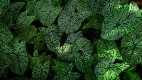 Full frame shot of green leaves