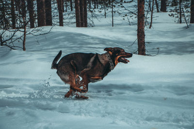 Dog on snow covered land