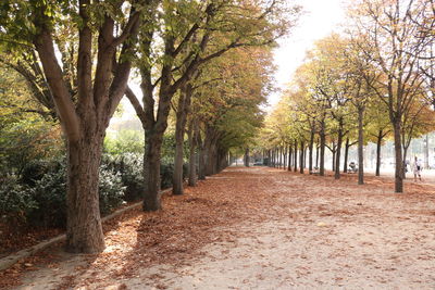 Trees on landscape during autumn