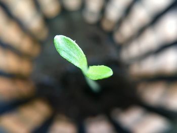 Close-up of green leaves