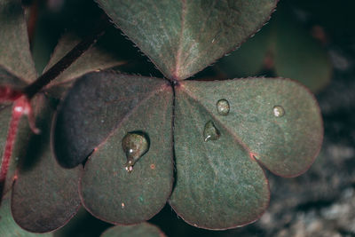 Close-up of raindrops on leaves