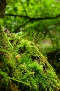 Close-up of moss growing on tree