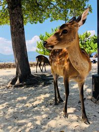 Deer standing on tree trunk