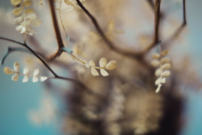 Close-up of cherry blossoms in spring