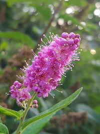 Close-up of pink flower