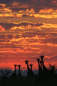 Silhouette giraffes standing against dramatic sky during sunset