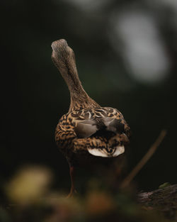 Careful look into future. mallard