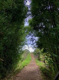 Road amidst trees in forest