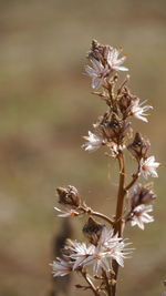 Close-up of wilted flowering plant