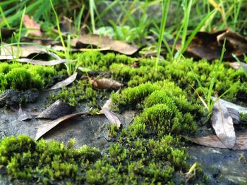 High angle view of small moss growing on field