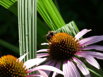 Close-up of honey bee pollinating on yellow flower