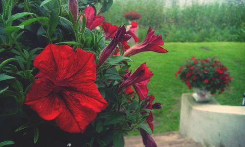 Close-up of red flowers in park