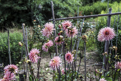 Close-up of pink flowering plants on field