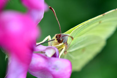 Close-up of insect on flower