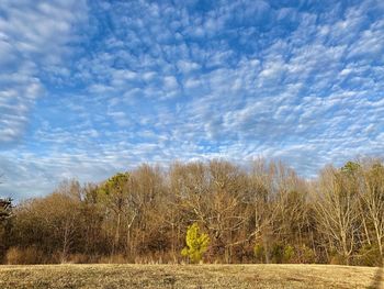 Plants growing on land against sky