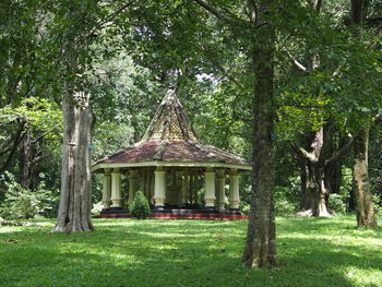 View of tree trunk