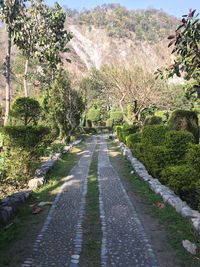 Road amidst trees and plants