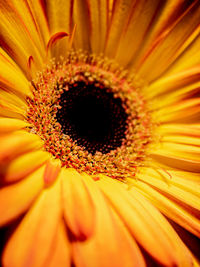 Close-up of yellow flower