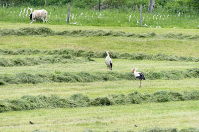 Two storks in a meadow with a sheep in the background