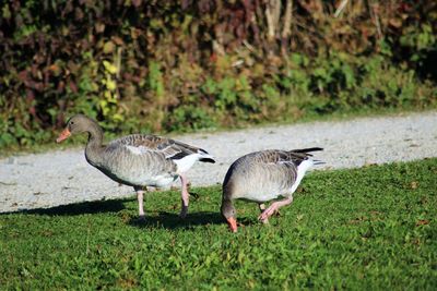 Ducks on grassy field